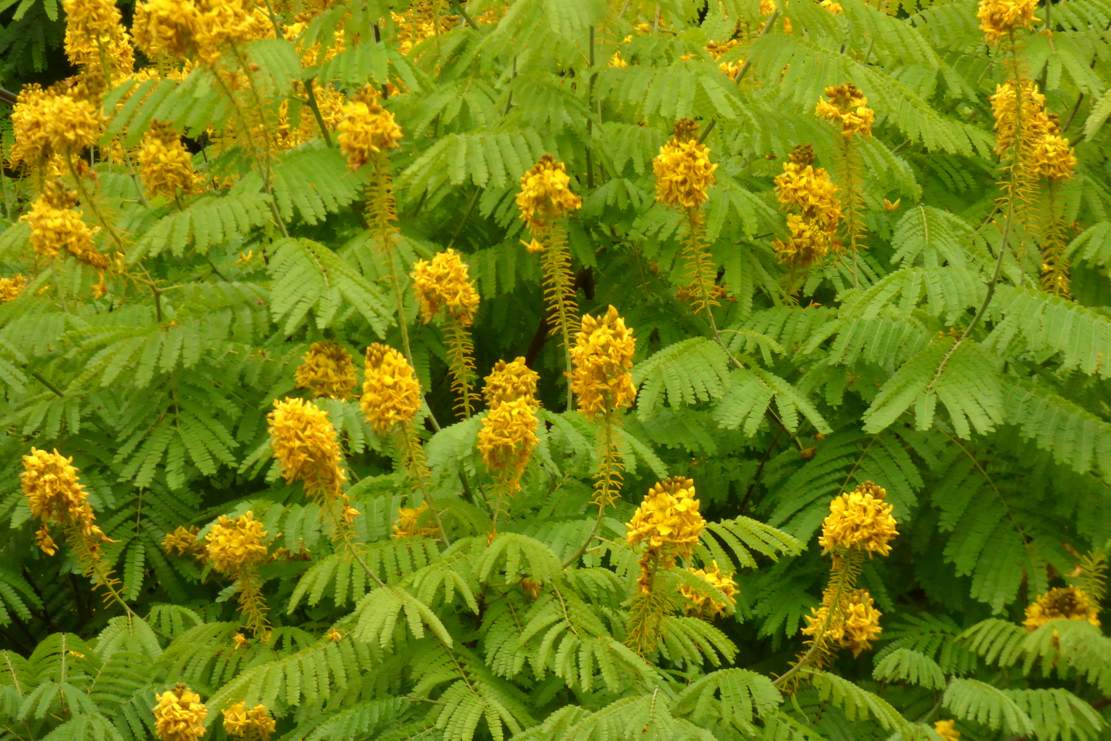 Acacia amarilla